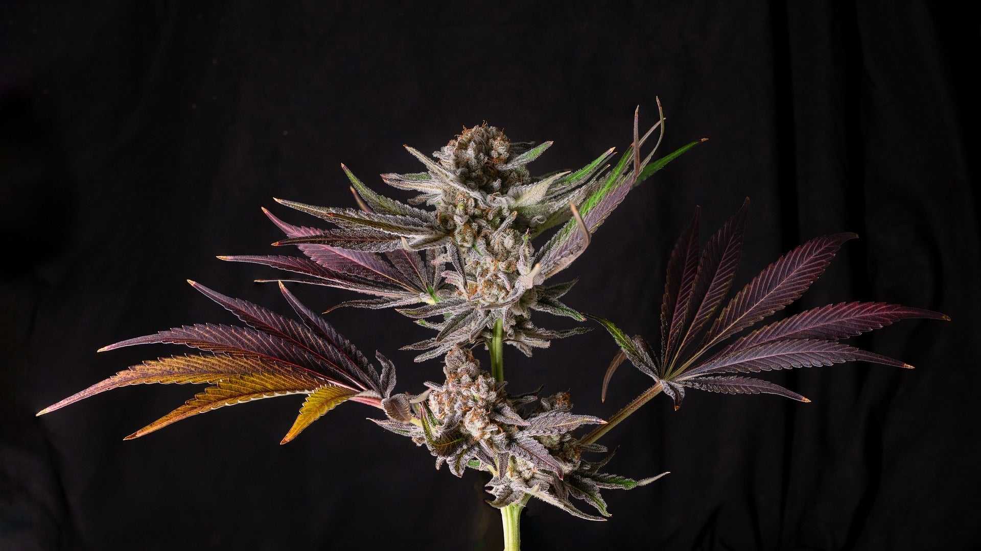 Der große Cannabis-Guide - Phänotyp, Genotyp und Chemotyp