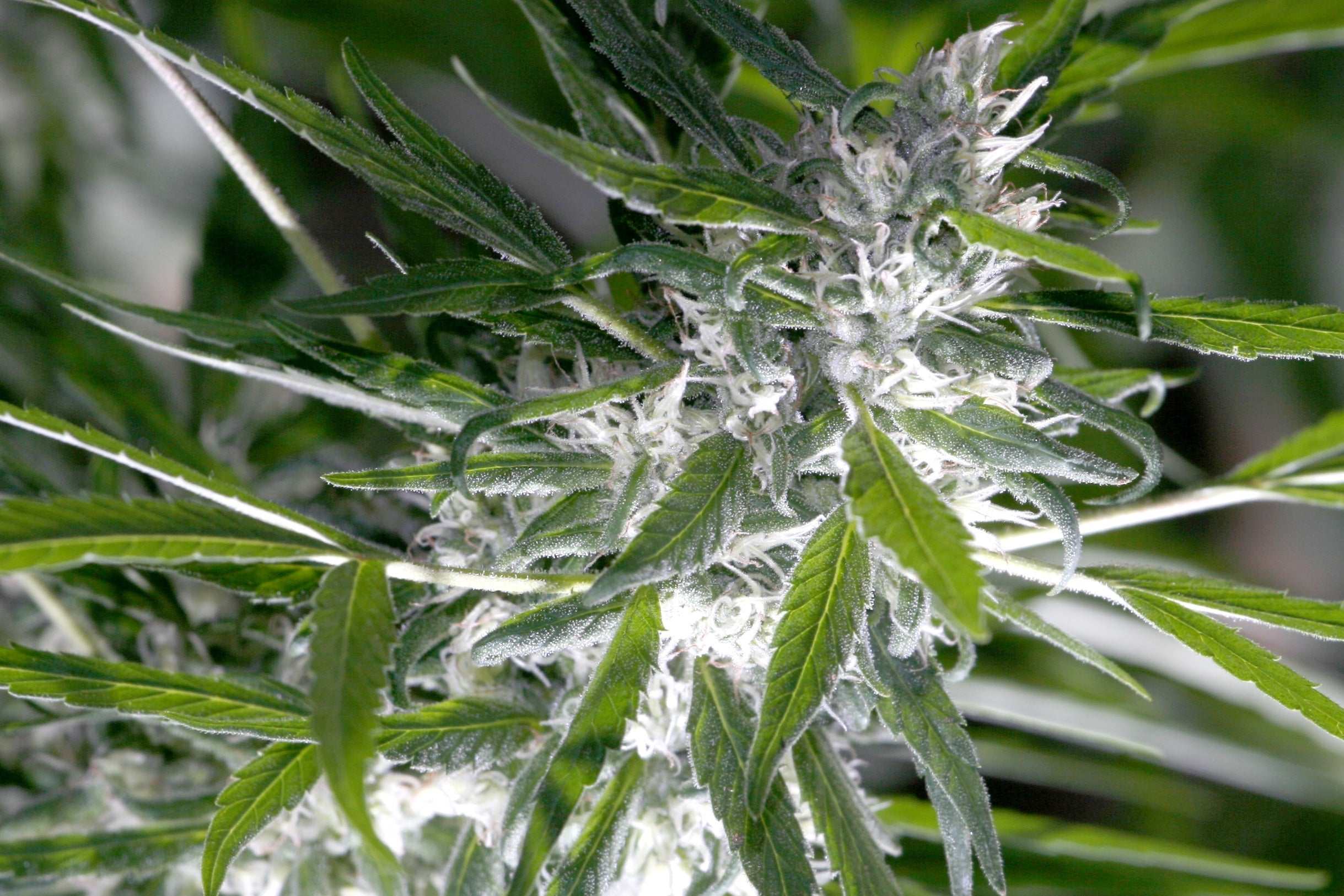 Der große Cannabis-Guide - THCA (Tetrahydrocannabinolsäure)