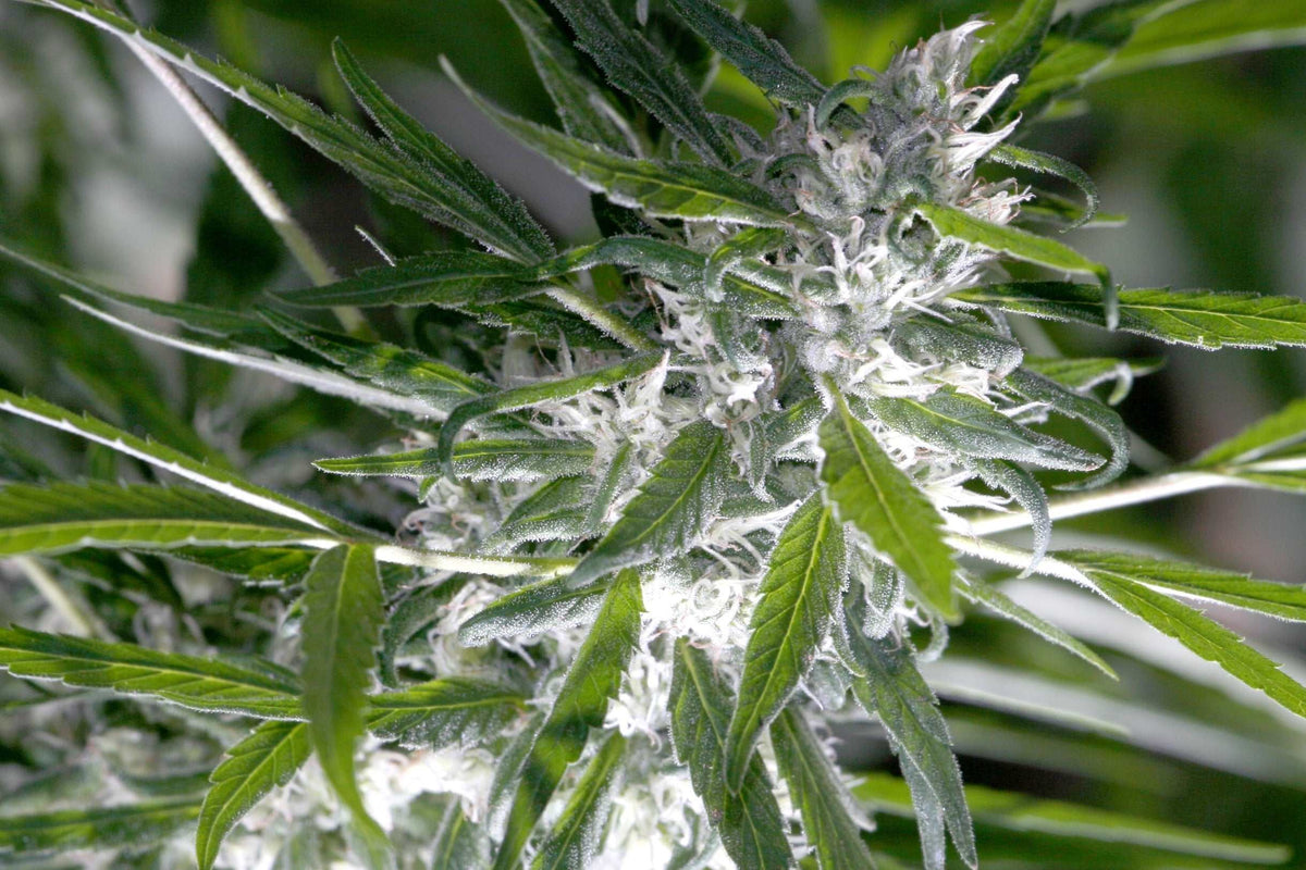 THCA Tetrahydrocannabinolsäure Molekülstruktur und chemische Formel C22H30O4 auf grünem Hintergrund