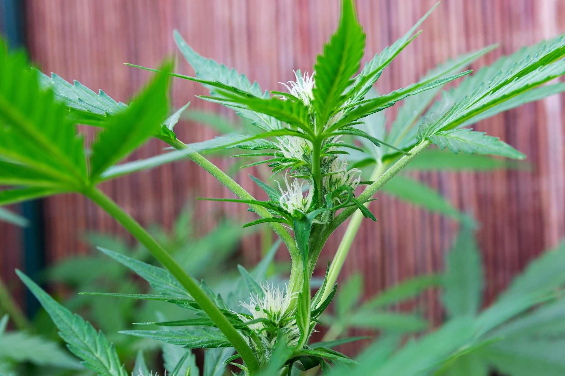 Der große Cannabis-Guide - Cannabis Anatomie