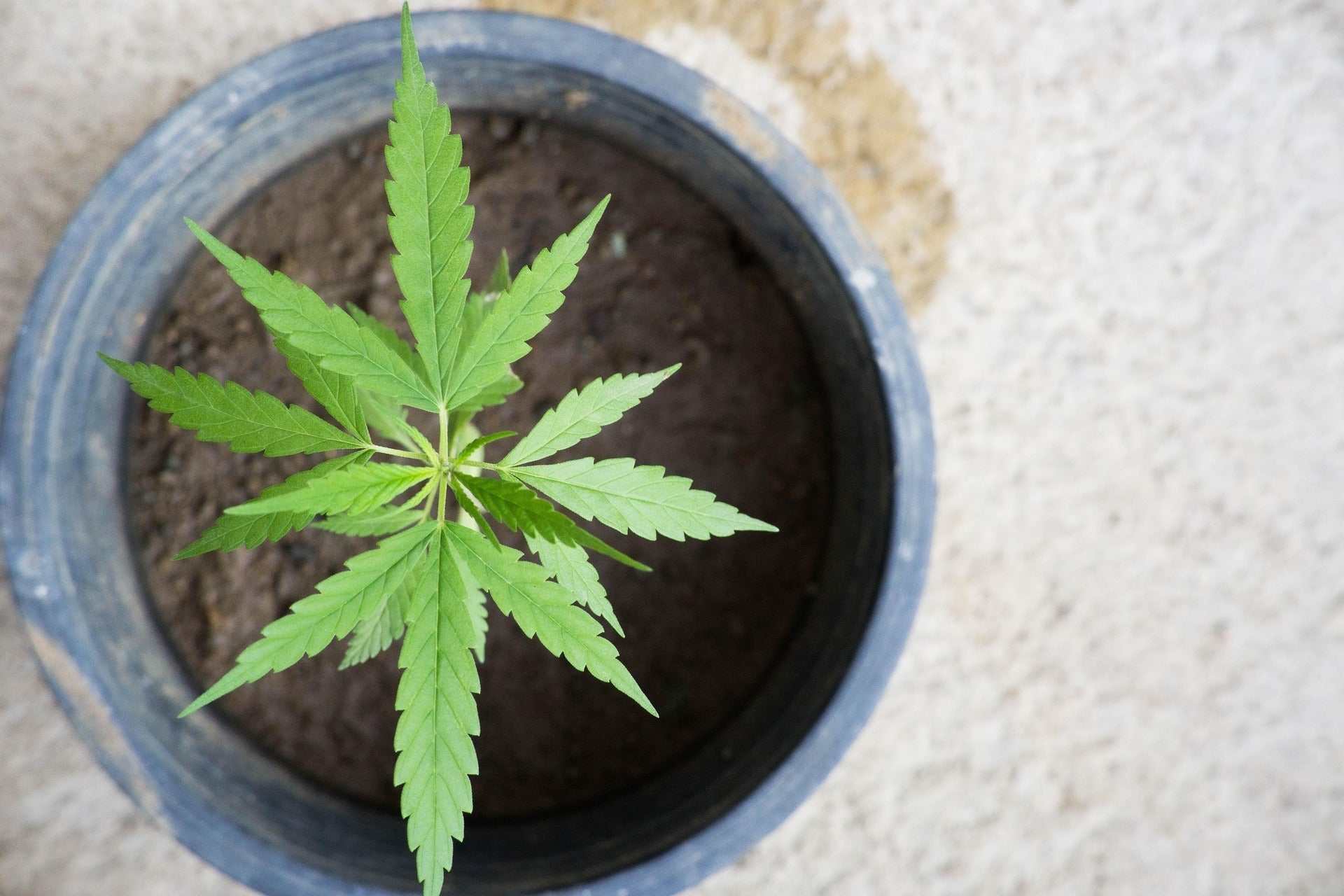 Der große Cannabis-Guide - THCP (Tetrahydrocannabiphorol)