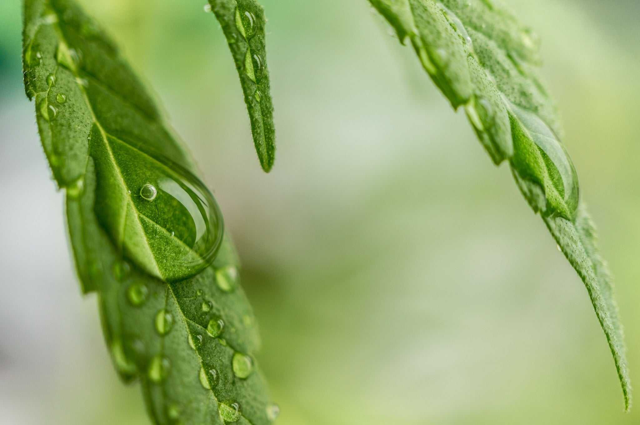 Der große Cannabis-Guide - Die Inhaltsstoffe der Cannabispflanze