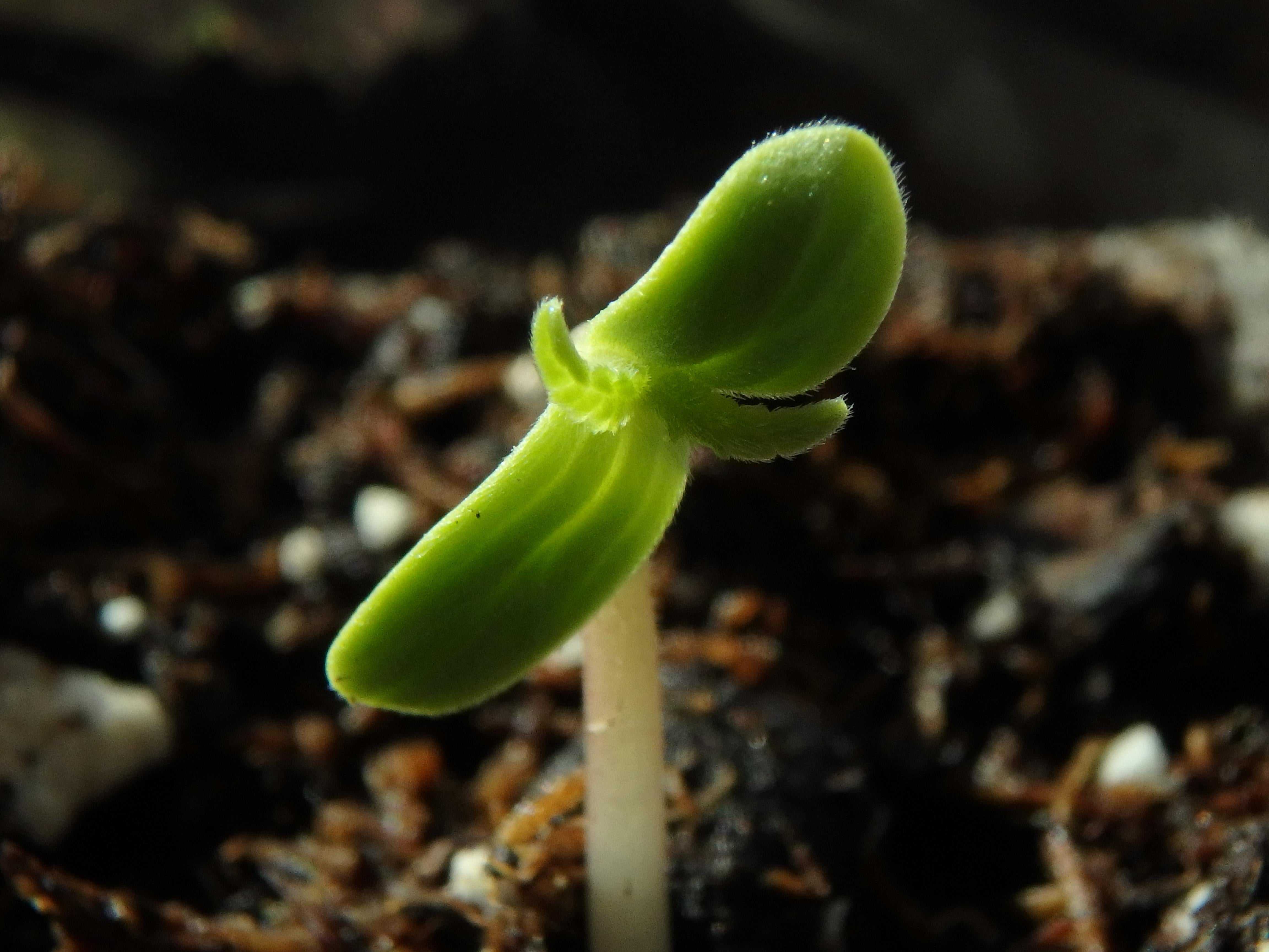 Der große Cannabis-Guide - Cannabichromen (CBC)