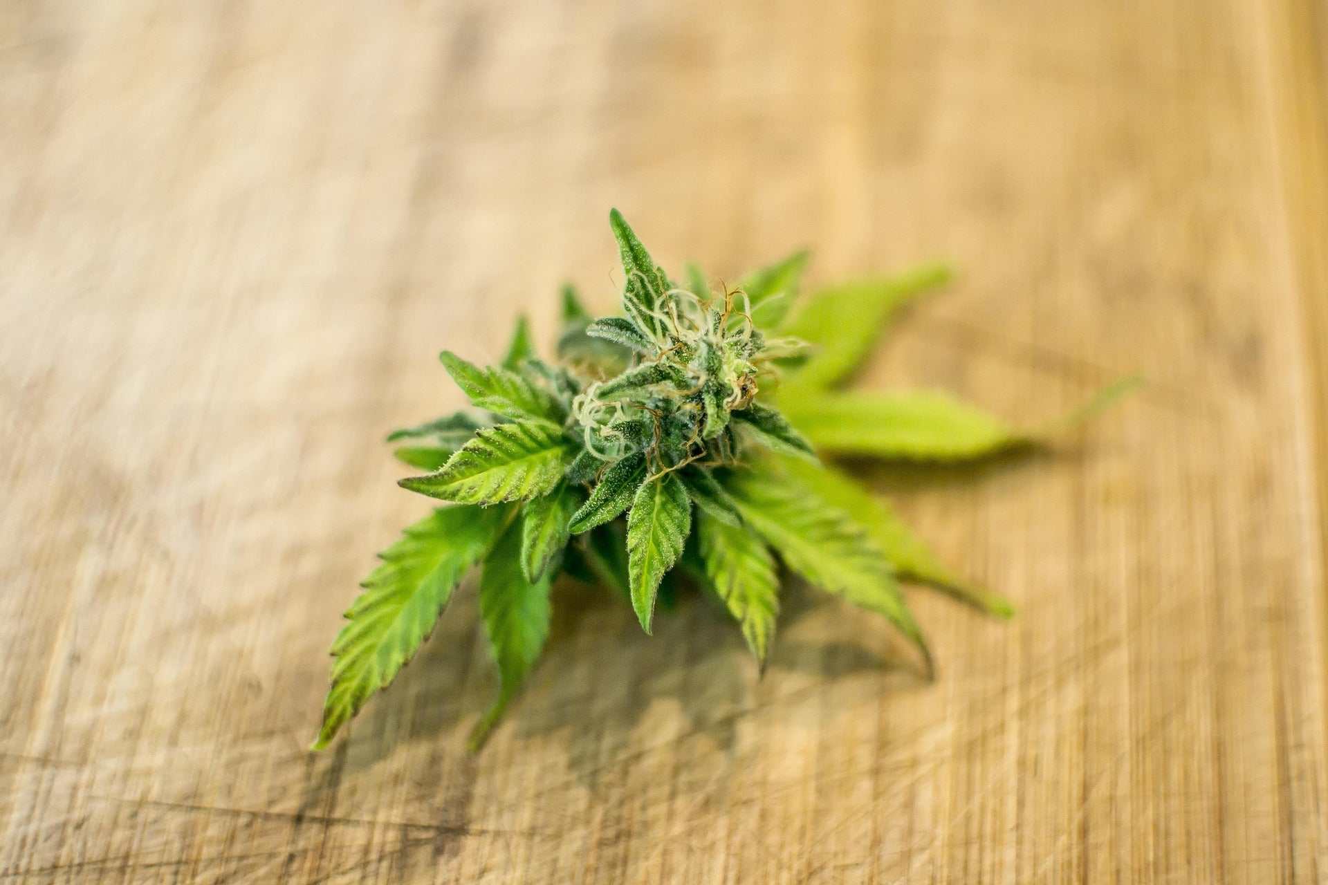 Der große Cannabis-Guide - Terpen Myrcen