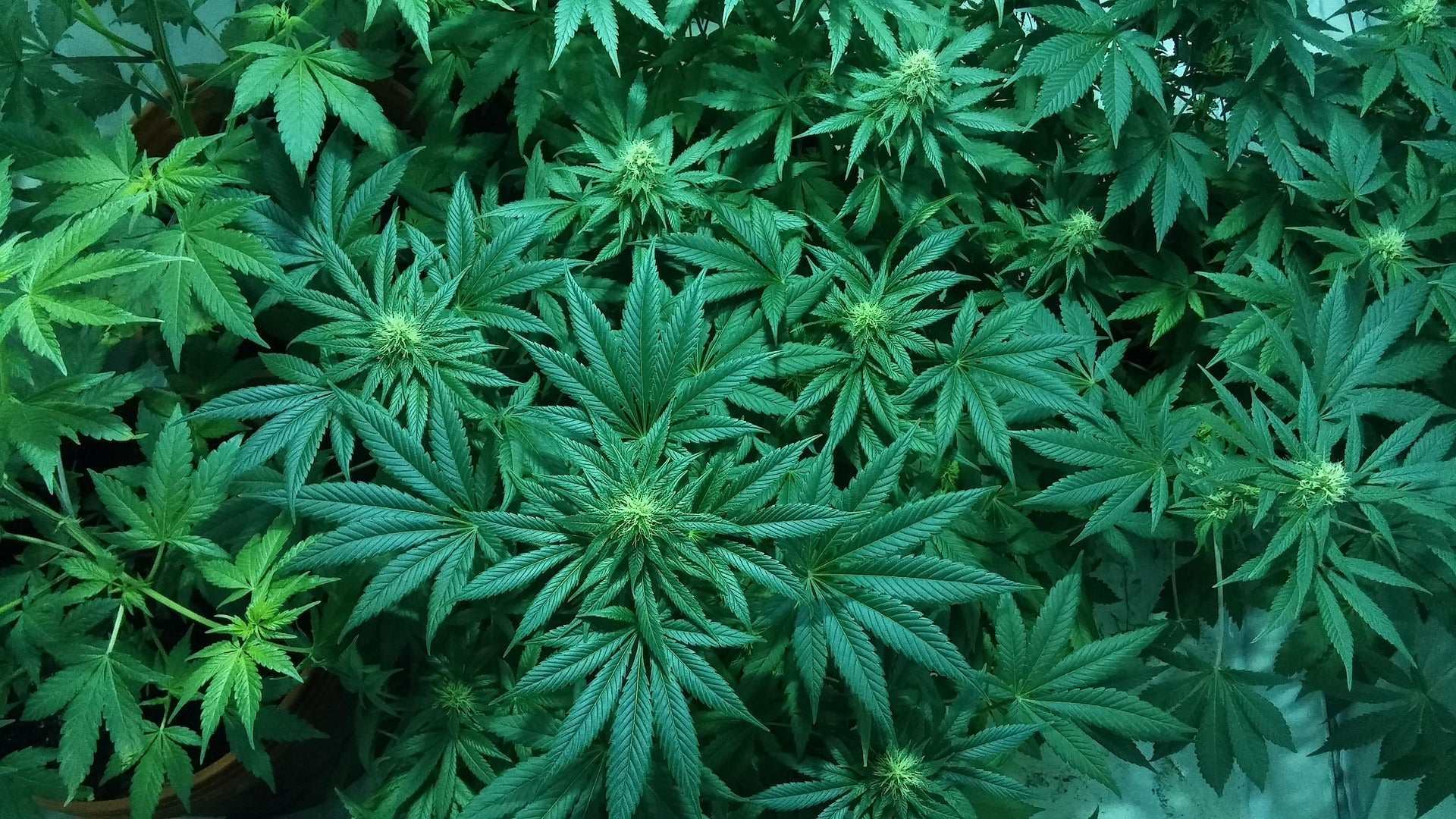 Der große Cannabis-Guide - Terpene die aromatischen Verbindungen