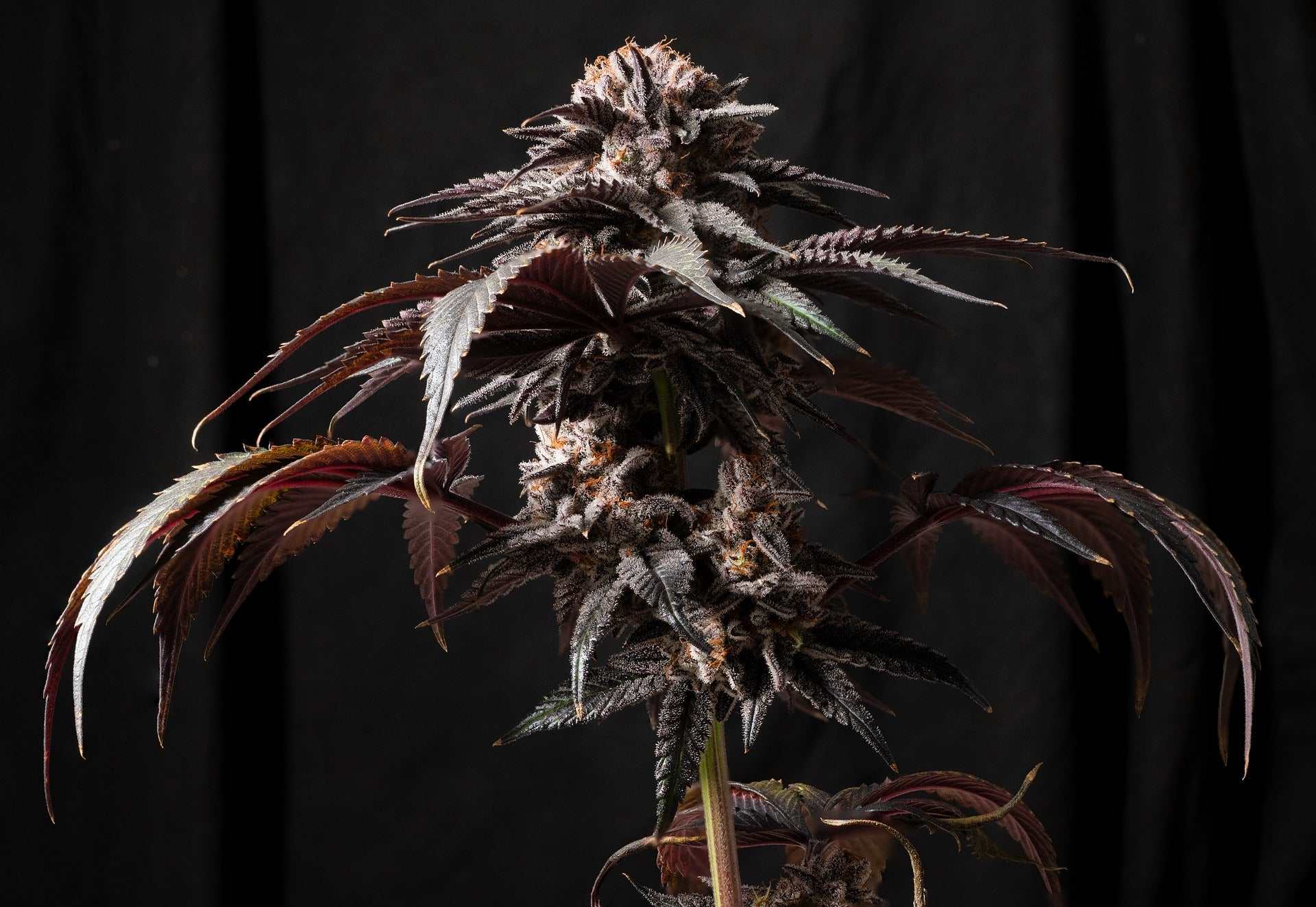 Der große Cannabis-Guide - Cannabis-Trichome