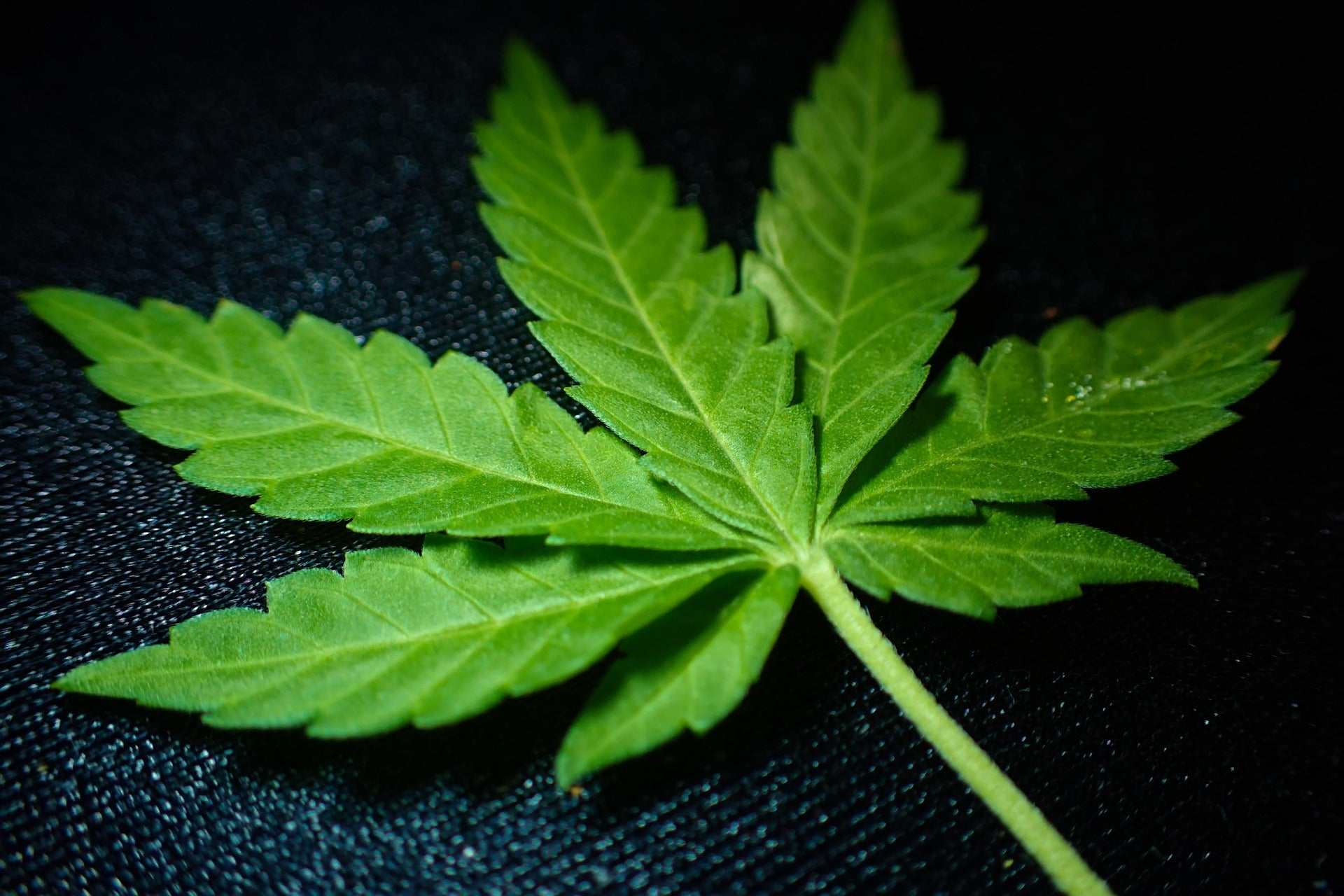 Der große Cannabis-Guide - Cannabis-Terpene von A bis Z