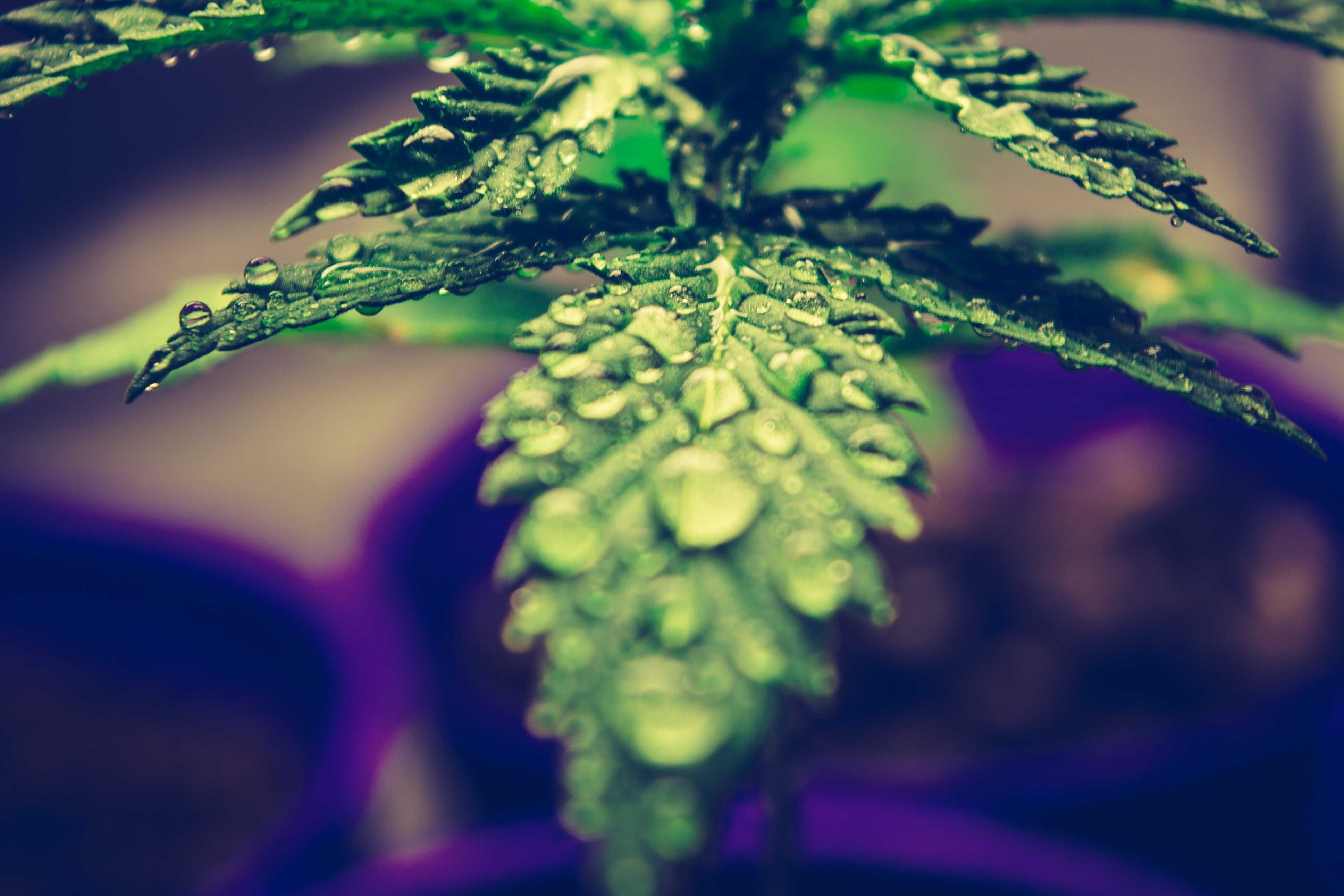 Der große Cannabis-Guide - Die Cannabispflanze