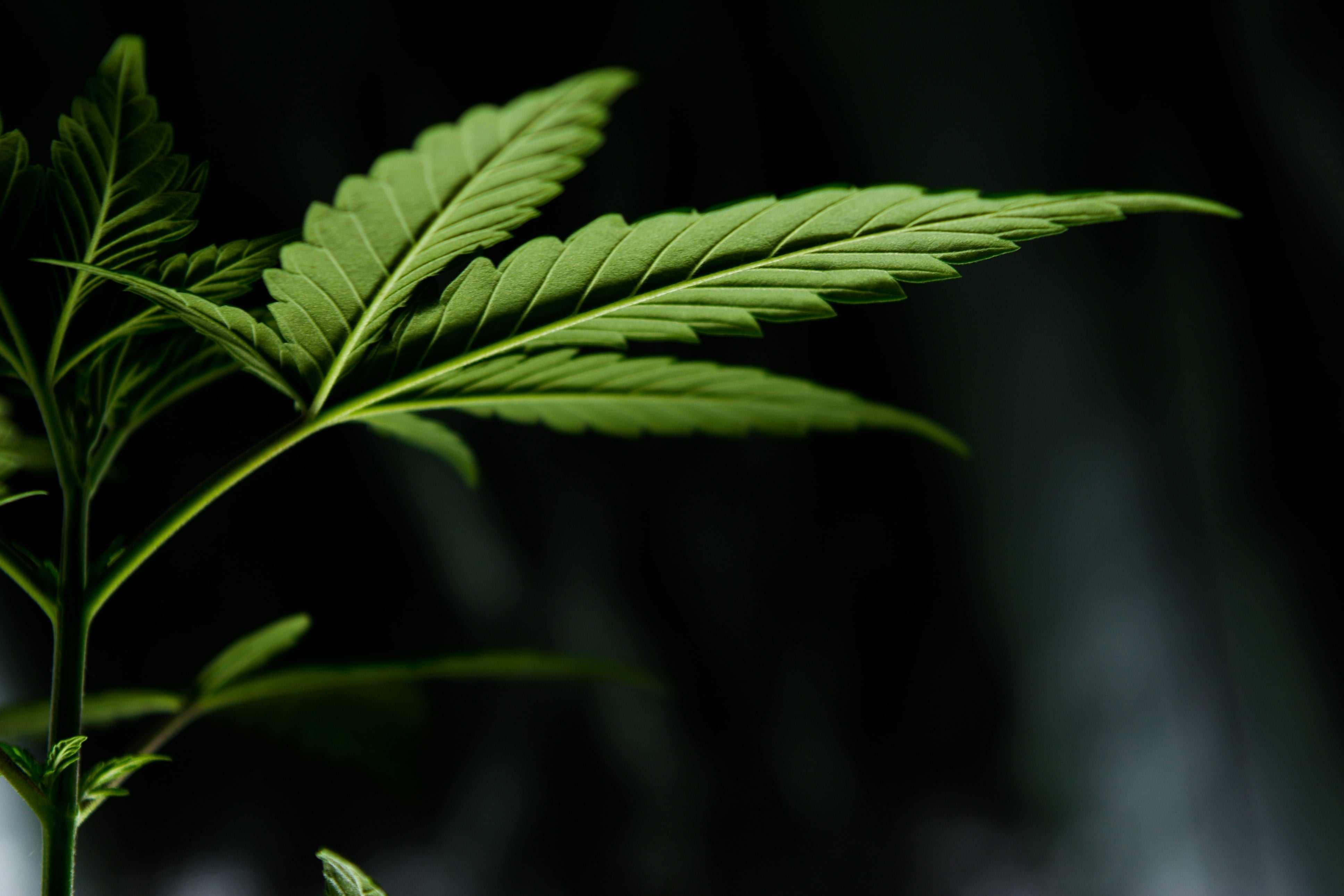 Der große Cannabis-Guide - Was ist Cannabis?