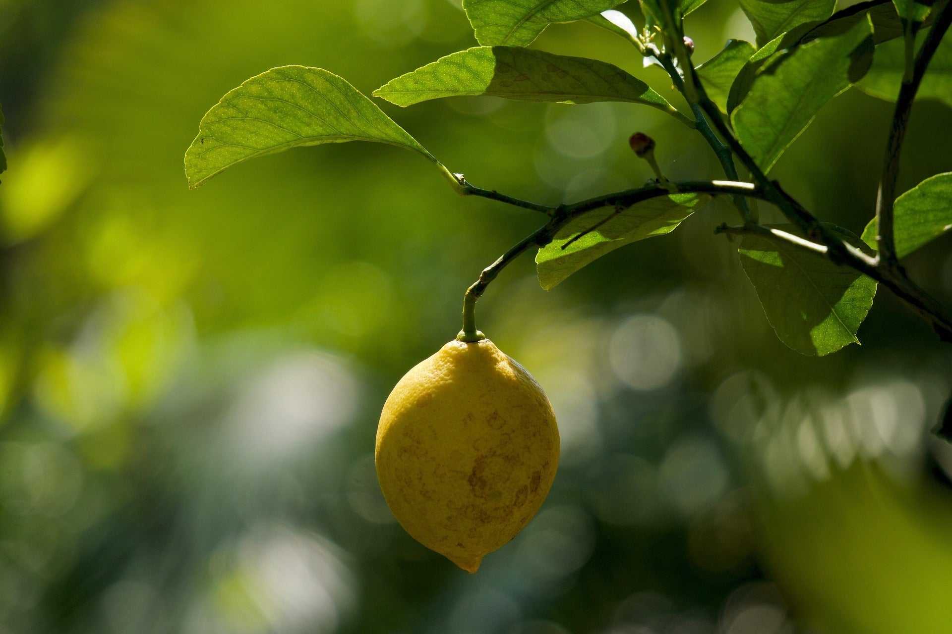 Der große Cannabis-Guide - Terpen Limonen