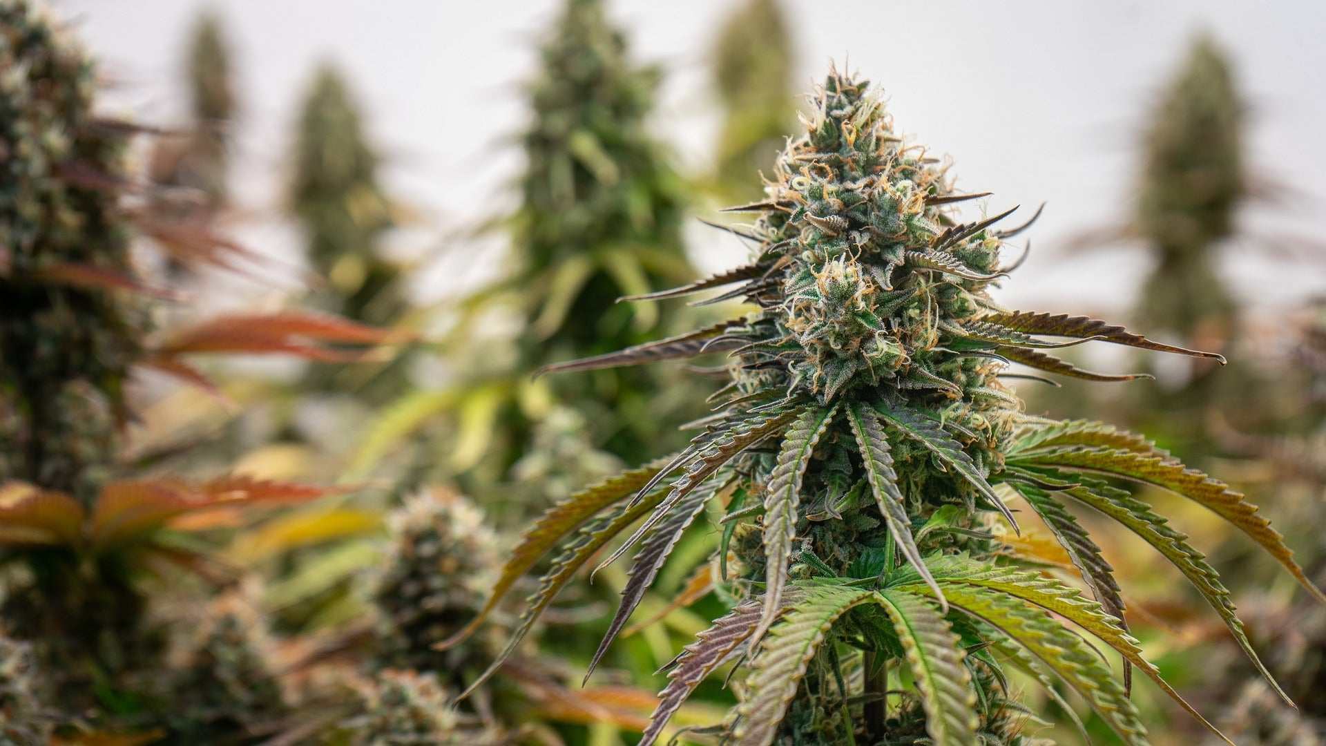 Der große Cannabis-Guide - THCV (Tetrahydrocannabivarin)