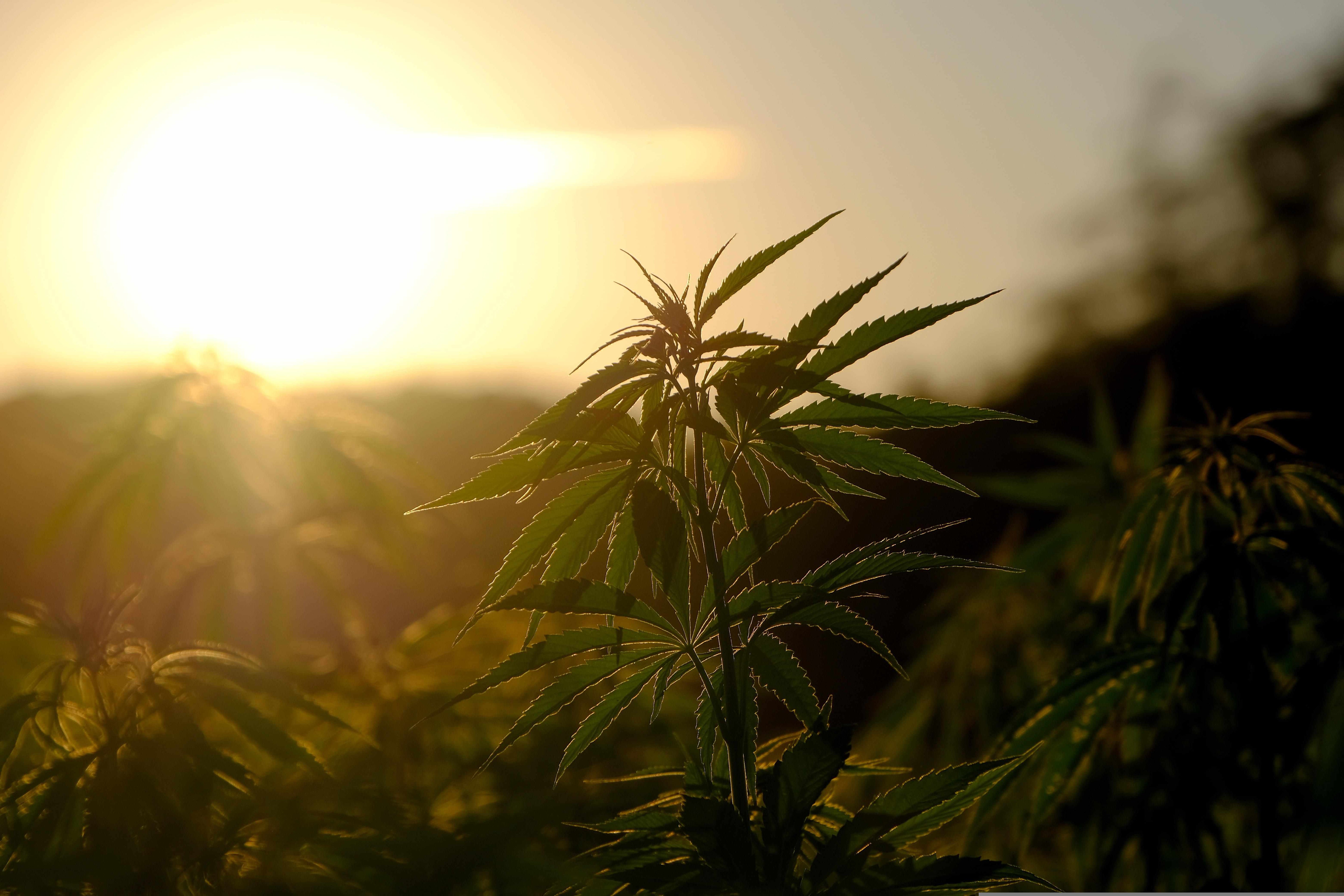 Der große Cannabis-Guide - CBG (Cannabigerol)