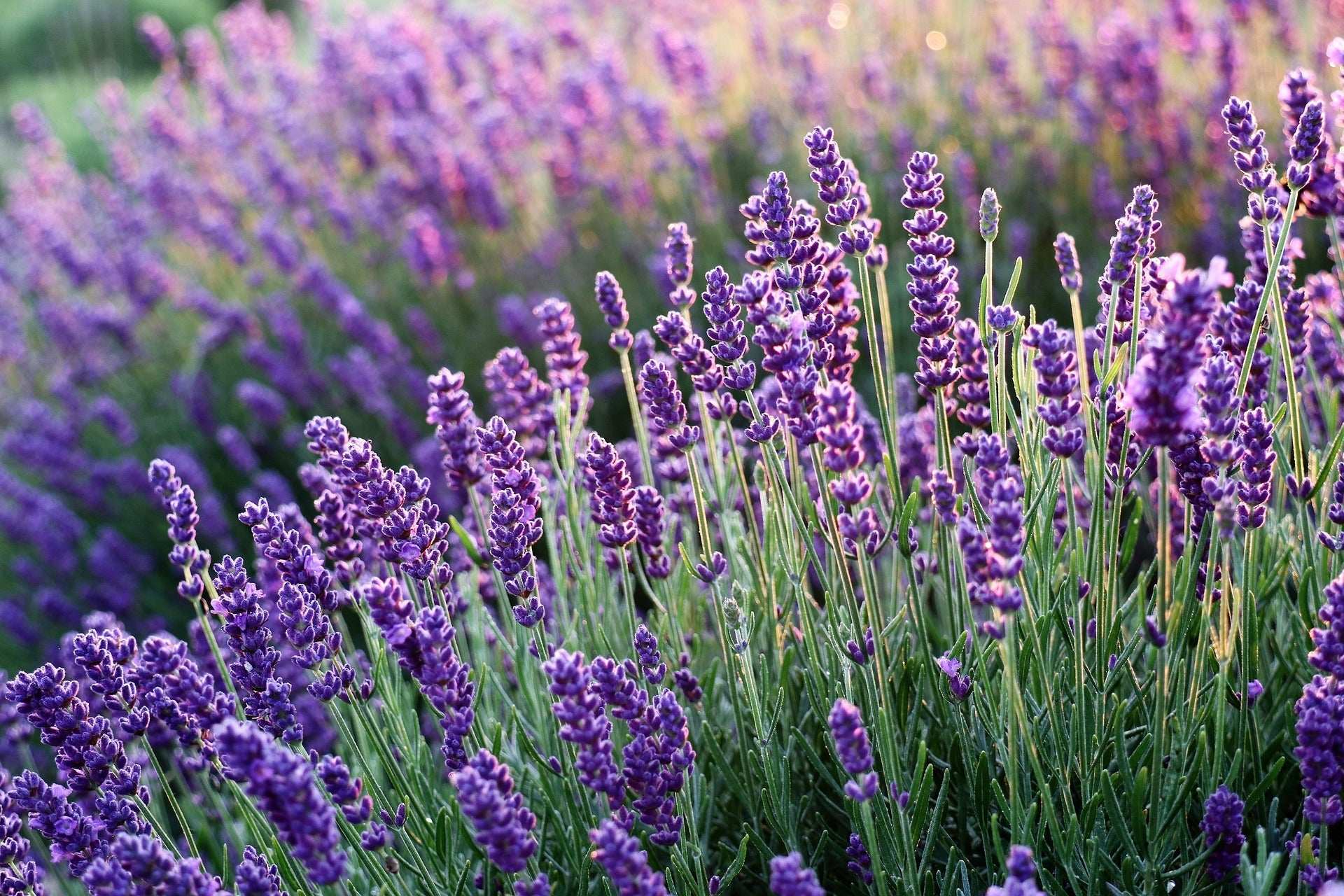 Der große Cannabis-Guide - Terpen Linalool