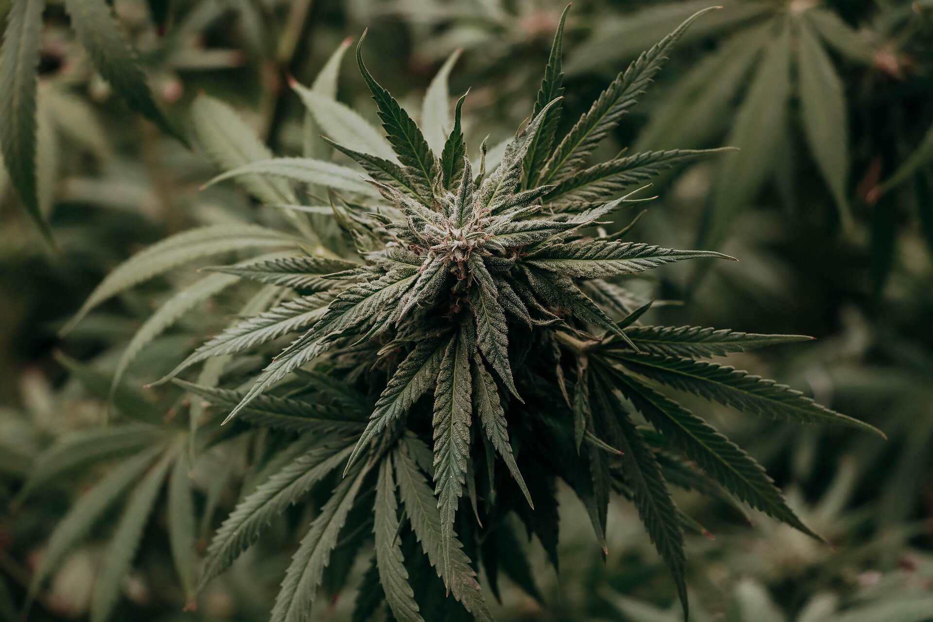 Cannabis Pflanze mit grünen Blättern symbolisiert Chancen, Risiken und Potenzial