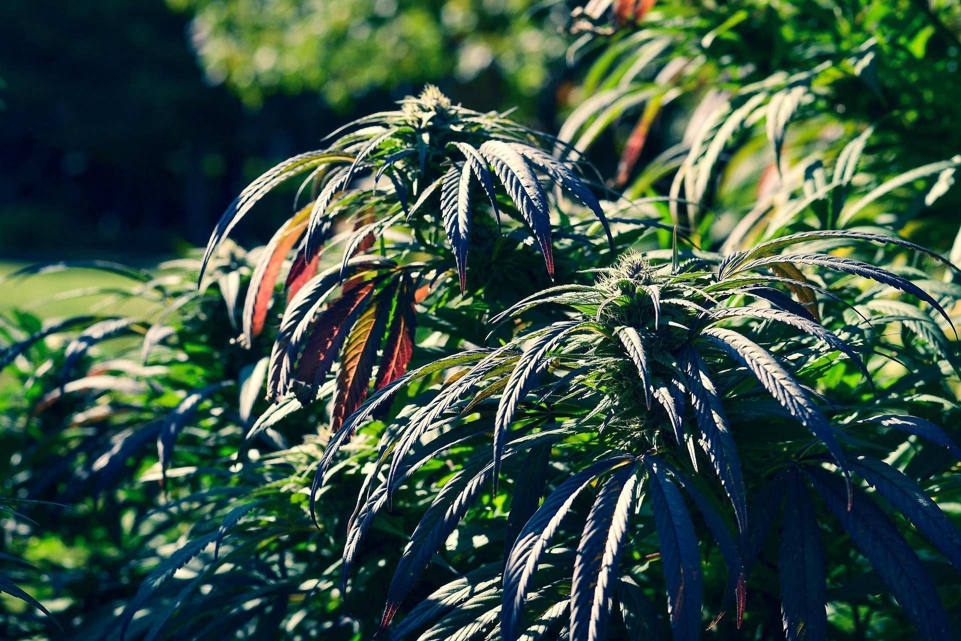 Der große Cannabis-Guide - Cannabis-Genetik