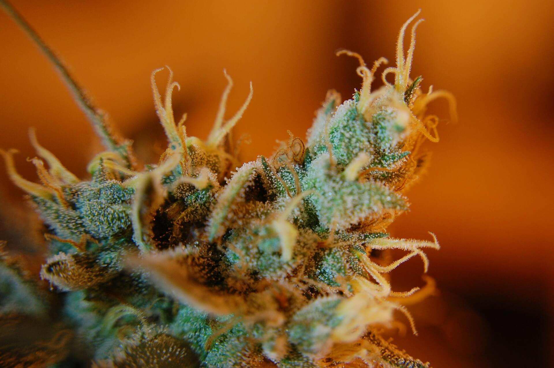 Makroaufnahme von Cannabisblättern mit Fokus auf terpene aromatische Verbindungen und deren vielseitige Wirkung