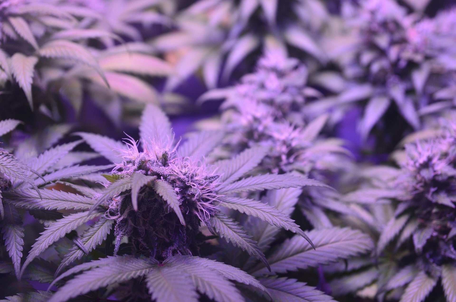 Der große Cannabis-Guide - Cannabis-Flavonoide